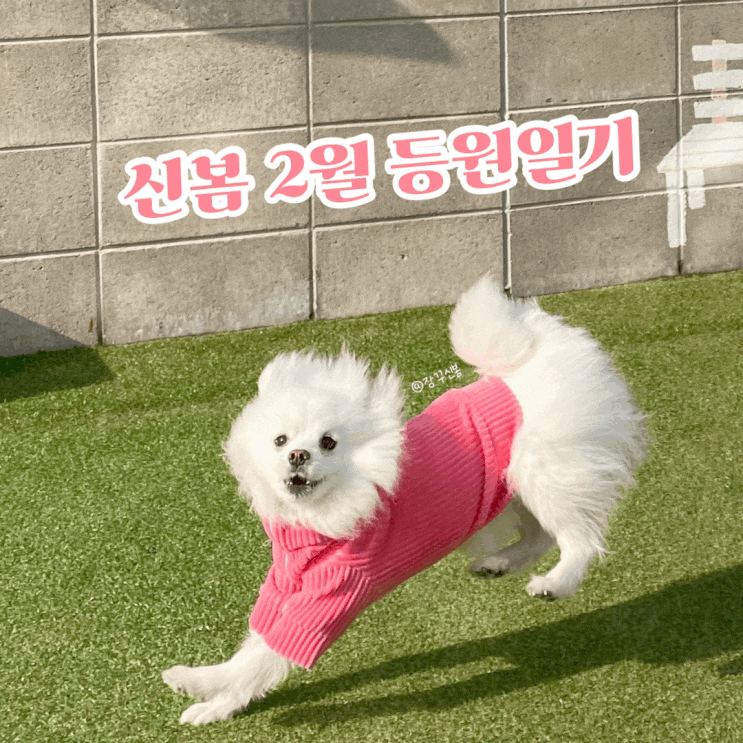 겨울방학 끝! 신봄 2월 등원일기 오산동탄 원더독 강아지 유치원 겨울방학 끝! 신봄 2월 등원일기 오산동탄 원더독 강아지 유치원