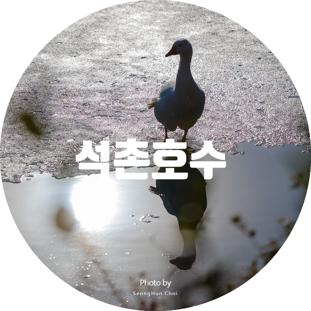  [한국관광 100선] 2025 석촌호수 벚꽃축제 & 매화 명소 총정리! 가족·연인과 봄나들이, 여기 어때?