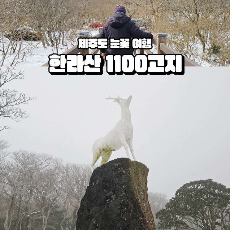  제주도 1100고지 제주 한라산 겨울 여행 나들이