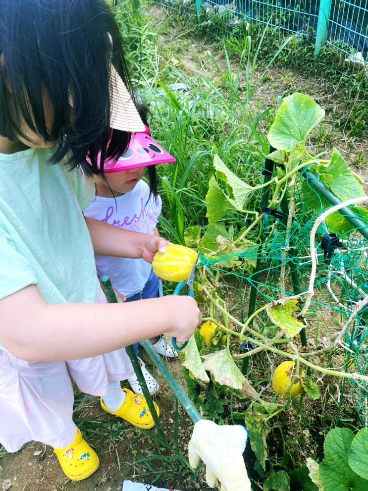  [경기]도시농부 공영텃밭 1년후기상추청경채토마토참외파프리카 키우기 주말농장 도담텃밭