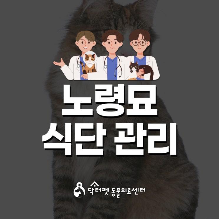  노령묘 노쇠묘 묘르신 밥 먹이기 식단 관리 (부산 시니어 고양이 친화병원 동물병원 닥터펫동물의료센터)