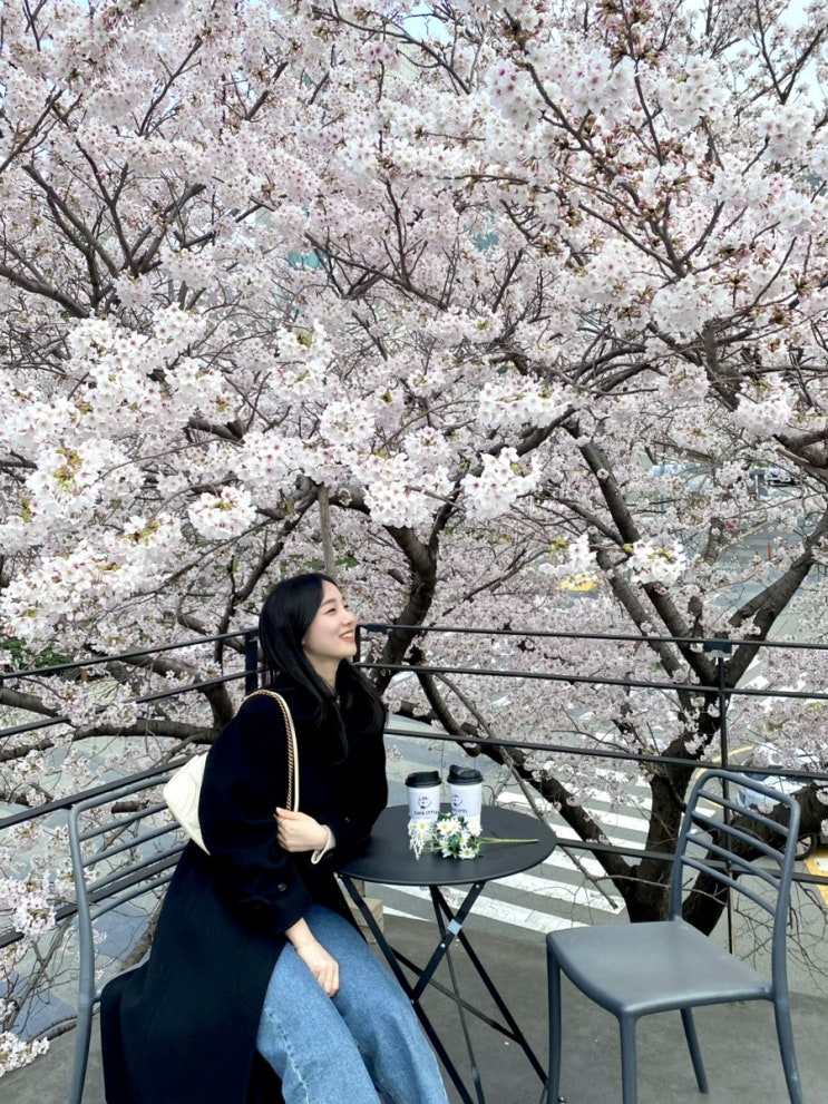  2025년 부산 벚꽃 개화 시기, 벚꽃명소 5곳 추천