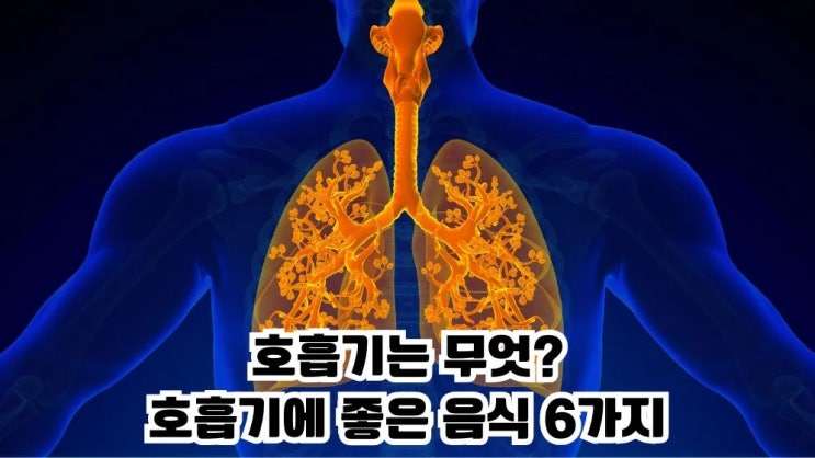  호흡기에 좋은음식 6가지 호흡기는 무엇?