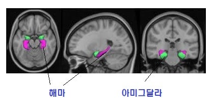 Amygdala(편도체) : 네이버 블로그