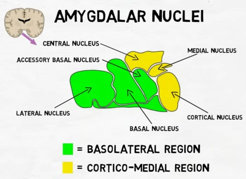 Amygdala(편도체) : 네이버 블로그