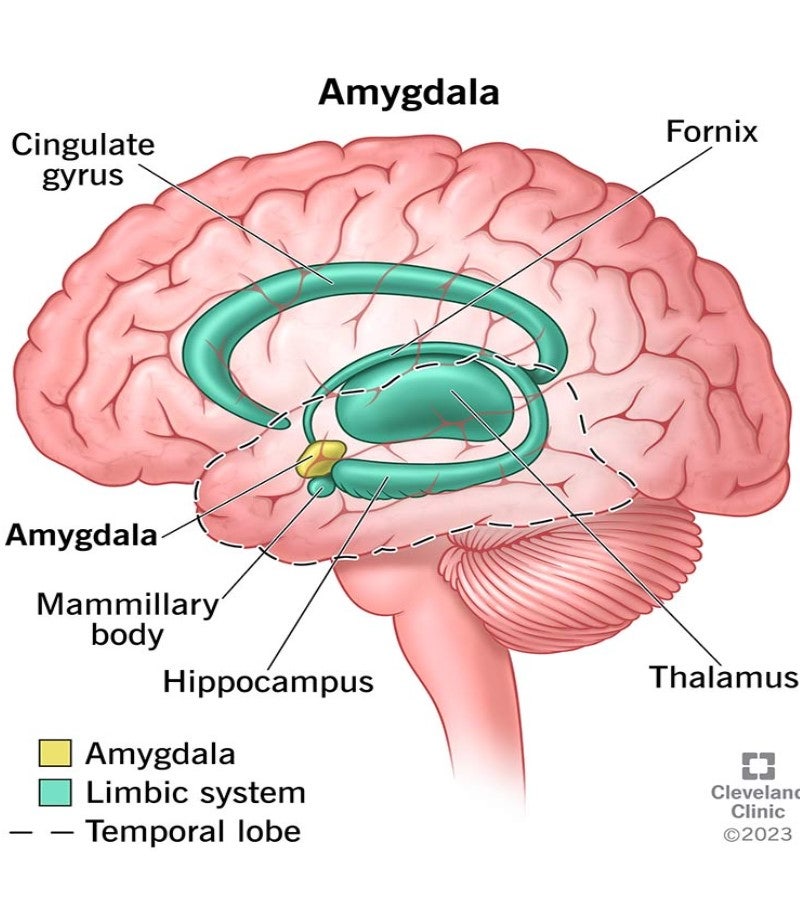 Amygdala(편도체) : 네이버 블로그