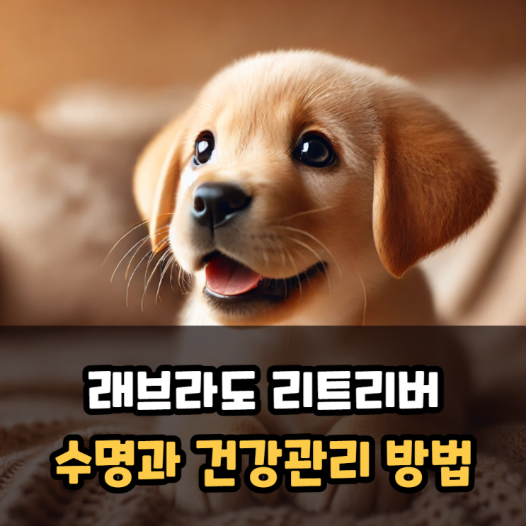  래브라도 리트리버 수명, 건강관리 방법