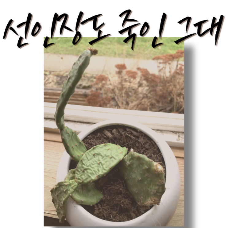  선인장도 죽인 너에게 마리모를