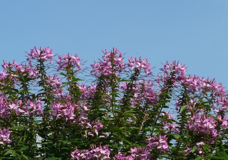  클레오메 꽃말 알아보기