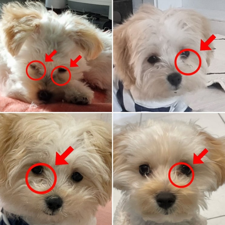  강아지 눈물자국, 사료 교체로 완벽 해결한 후기! (사료 추천 꿀팁 포함)