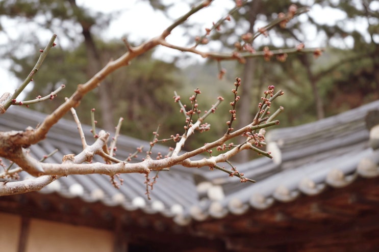  밀양 금시당 백곡재 매화 실시간, 3월 꽃구경 경남 매화명소