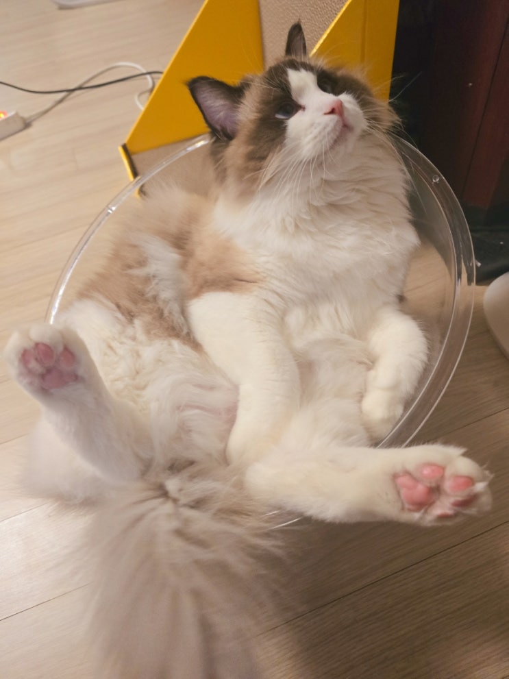  고양이 창문 해먹보다 좋았던 투명 해먹 솔직 후기