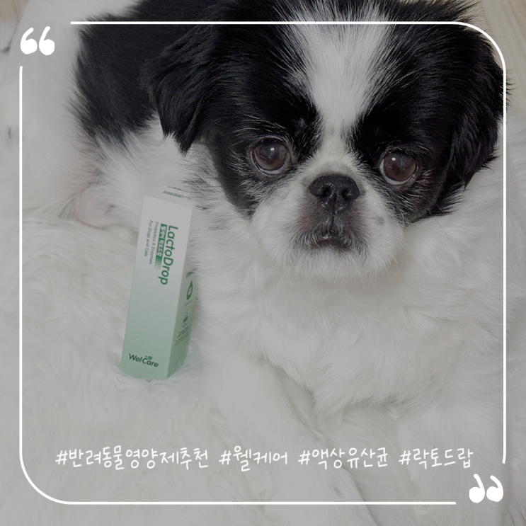  반려동물영양제추천 웰케어 액상유산균 락토드랍