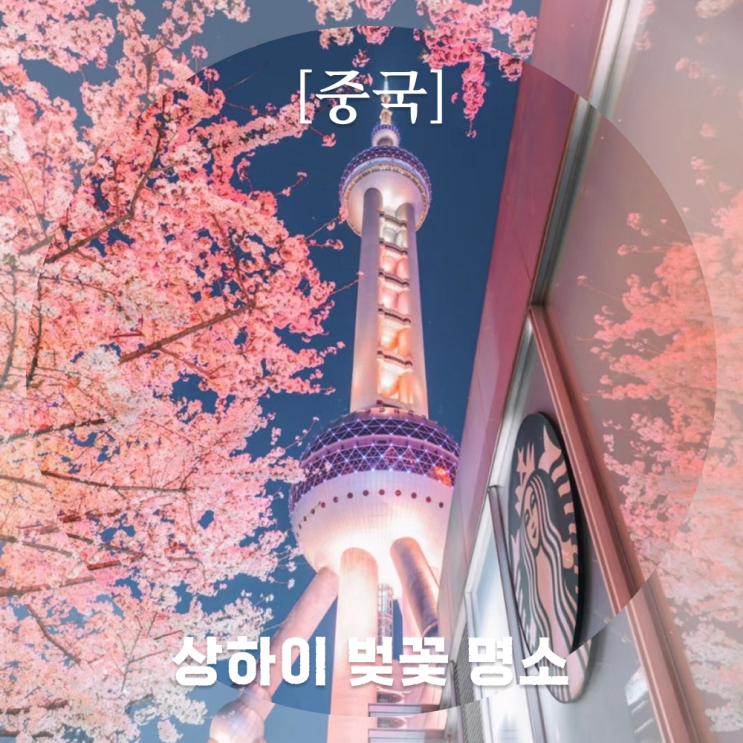  상하이 벚꽃 , 중국인이 알려준 벚꽃 스팟 , 벚꽃 개화 시기