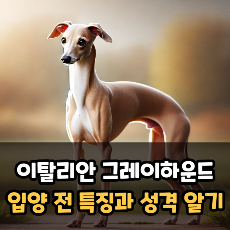  이탈리안 그레이하운드 입양 전 특징과 성격 알아보기