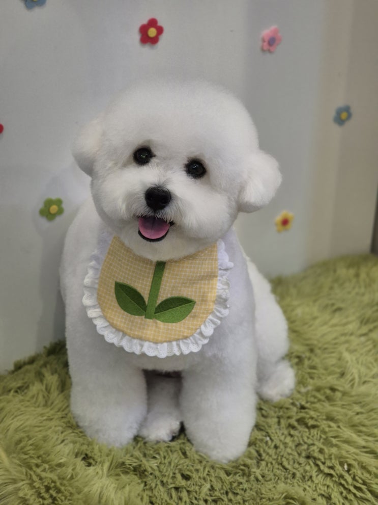 마이티그루밍 강북점에서 비숑 귀툭튀컷 하고옴
