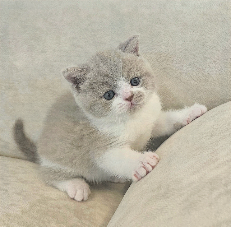  [고양이 분양 후기] 대구 최고의 고양이 전문 분양샵, 퍼스트캣 대구점
