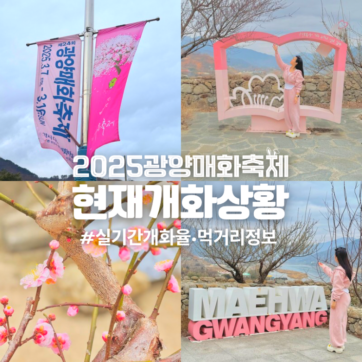  2025 광양 매화축제 매화마을 실시간 현재 개화율 개화상황