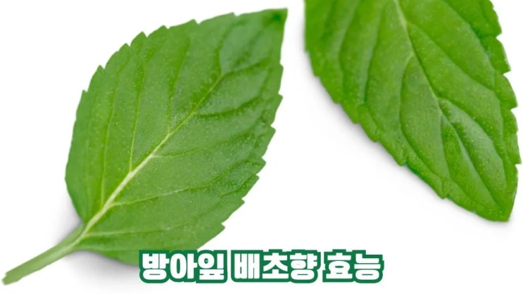  방아잎 효능 부작용 방아잎차(곽향차) 우리기