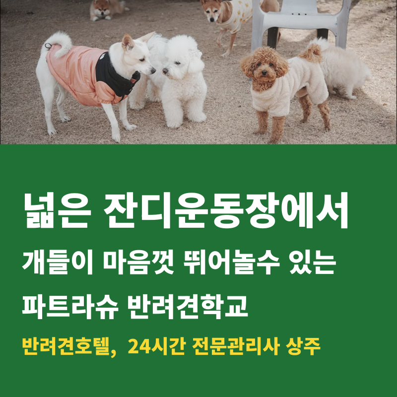 사진 12