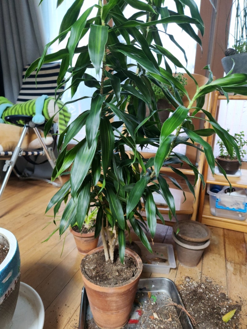 오래된 화분 분갈이