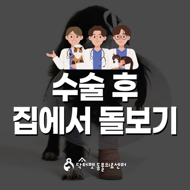  강아지 고양이 수술 후 집에서 돌보기 (부산 일요일 외과 동물병원 닥터펫동물의료센터)