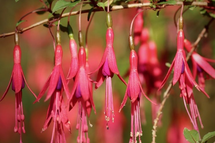  아름다운 후크시아 꽃말 알아보기