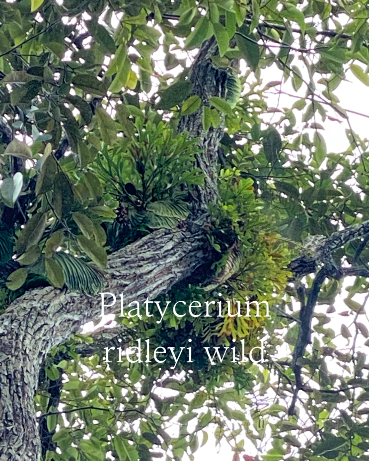 [인도네시아]열대의 낙원, 보르네오 섬(Part.3) / 박쥐란(Platycerium) 리들리(ridleyi wild)