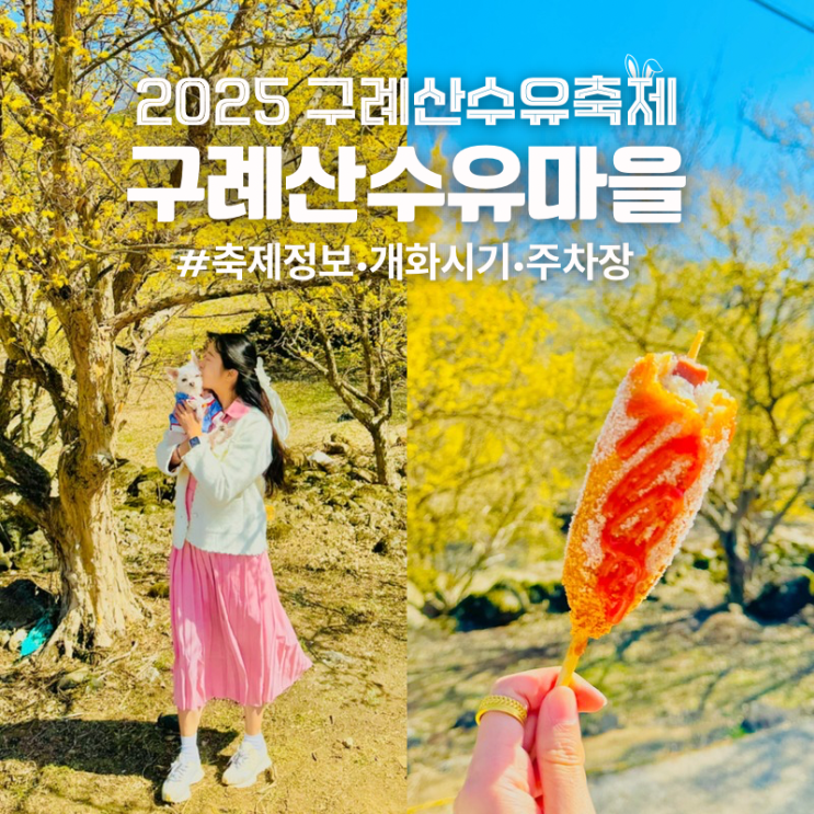  2025 구례 산수유축제 산수유마을 개화시기 주차장 셔틀버스