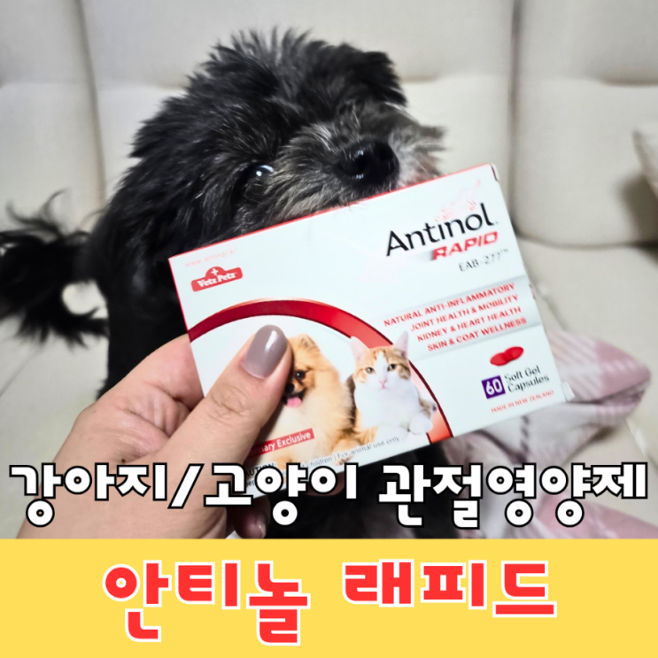  설채현 수의사 강아지 관절영양제 추천 슬개골탈구 수술 예방템 - 안티놀 래피드