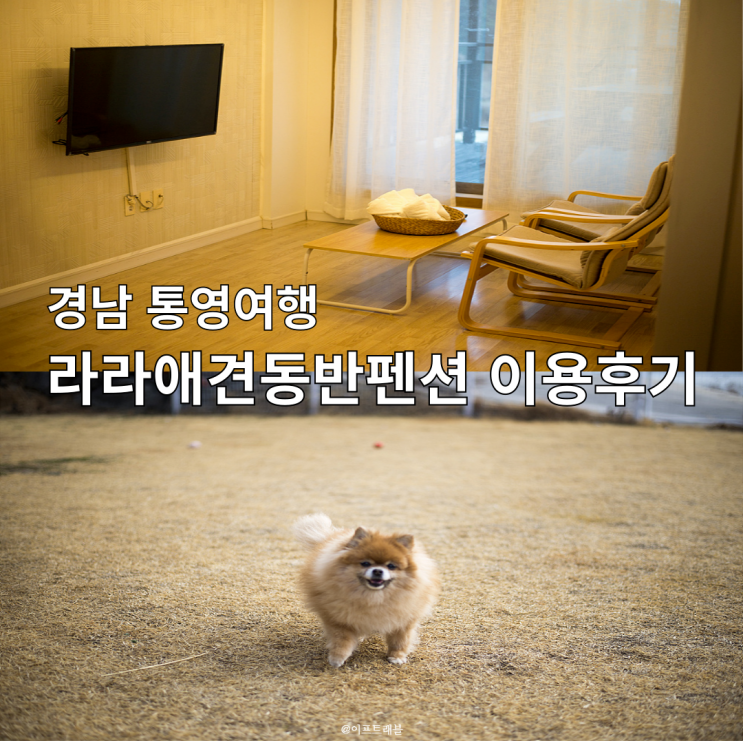  경남 통영 라라 애견 펜션 편백스파 야외 운동장 방문 후기