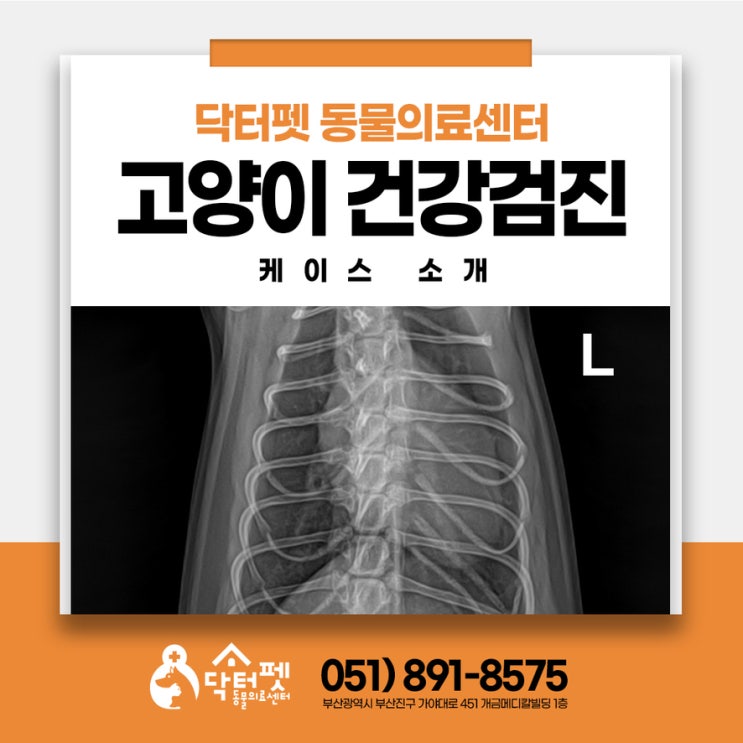  건강검진 하러 왔어요 고양이 심장병 비대성 심근증 (부산 고양이친화병원 동물병원 닥터펫동물의료센터)