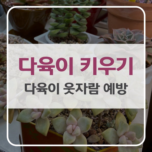 다육 식물 키우기, 웃자람 방지 방법, 다육이 영양제