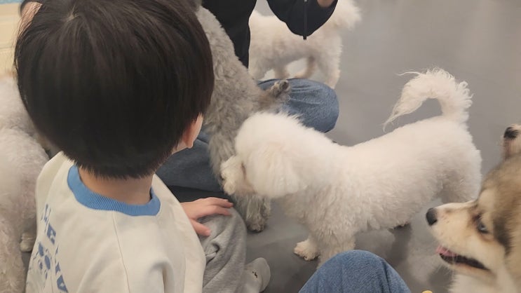  아이와 방문해 본 인천 논현동 약지애견카페