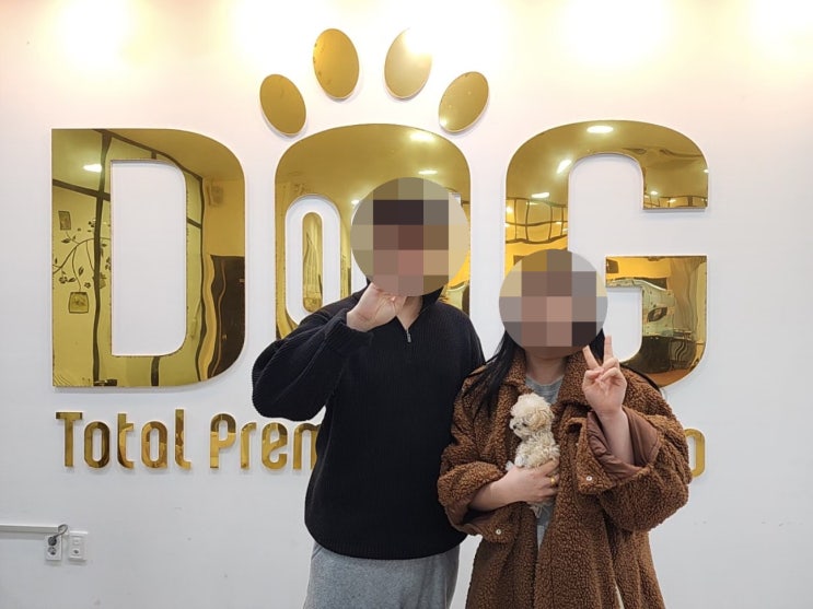  세종시 강아지분양 1위! 프리미엄 말티푸 분양 후기 