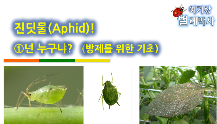  [유튜브 23] 진딧물 넌~누구냐?