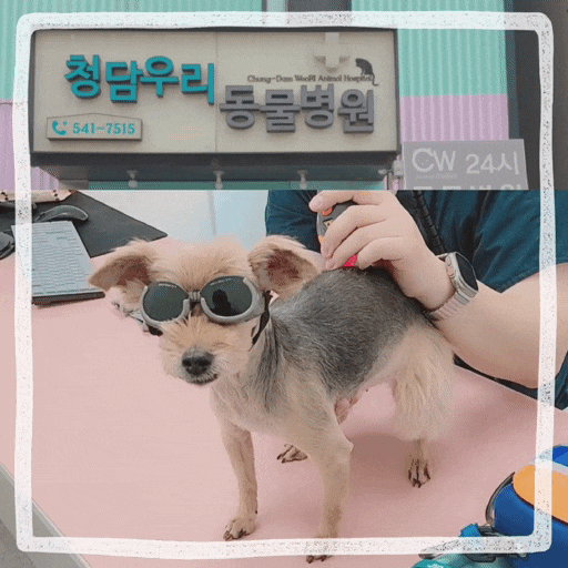  강아지 허리디스크 증상 초기치료 청담우리 24시 동물병원