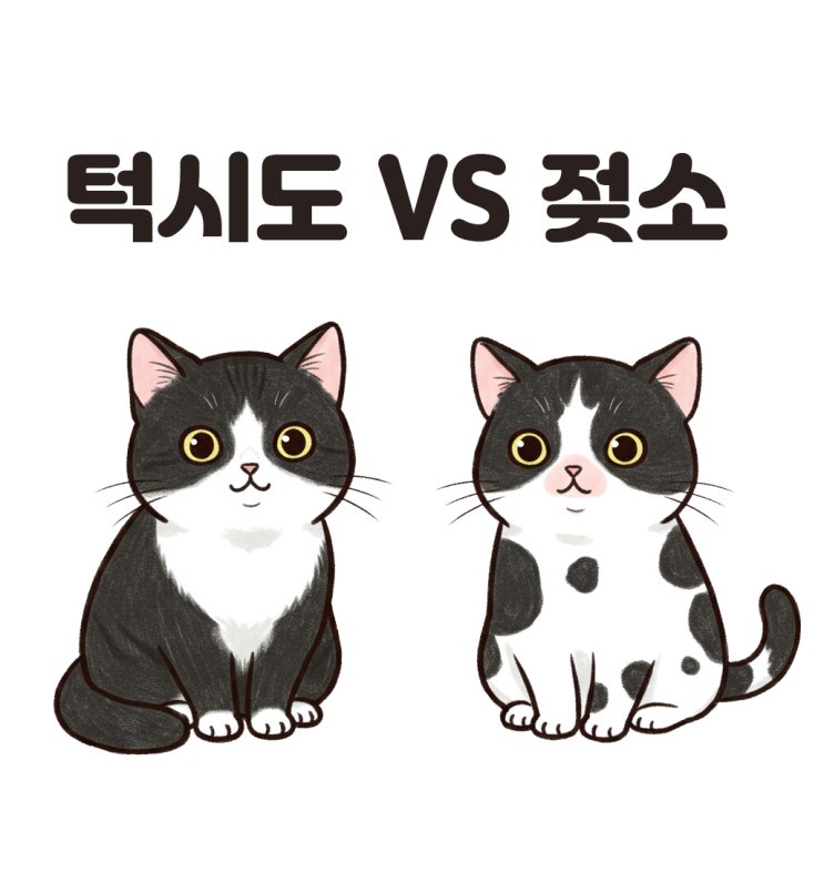  우리집 고양이 턱시도 일까 젖소 일까 무늬별 성격특성
