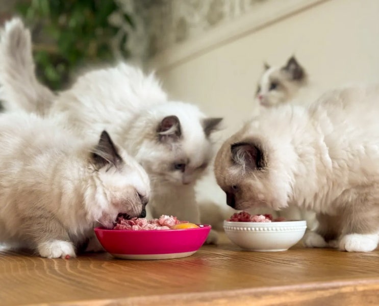  고양이 감자 먹어도 되는 음식일까, 삶은감자 감자튀김 감자칩은?