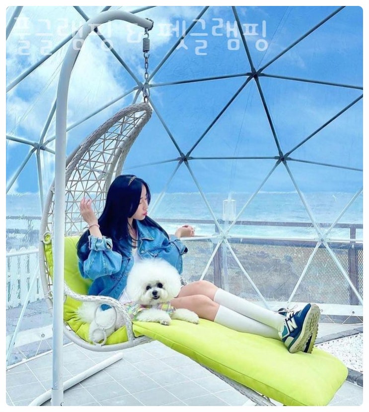  포항 풀글램핑의 신세계! 반려견과 함께 즐기는 펫글램핑