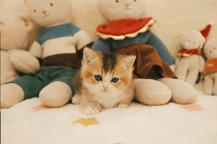  신혼부부의 첫 고양이, 산고양이분양 퍼스트캣 부산점 추천해요!