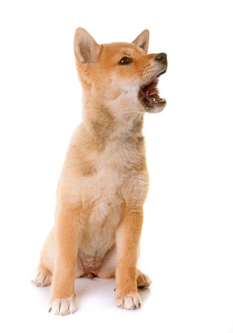 견종의 특징을 파악하자! : 네이버 블로그, image size:800x1144