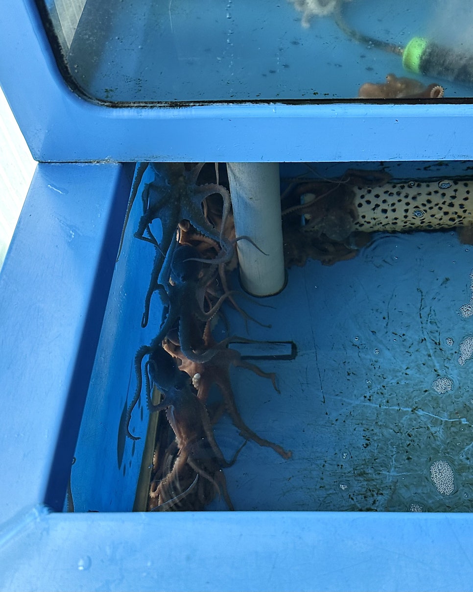고흥녹동세발낙지 사진 6