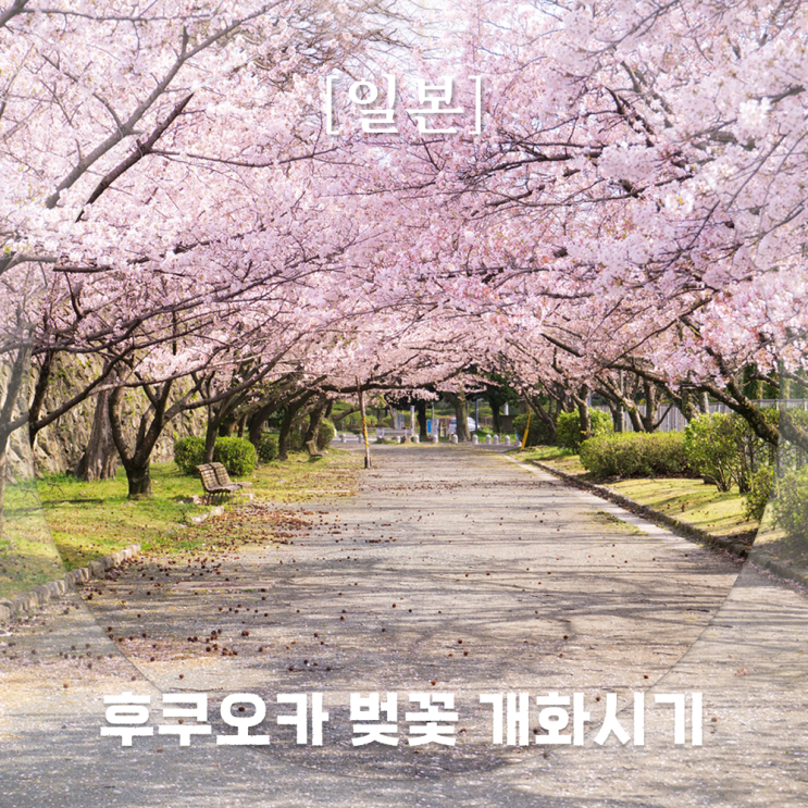  후쿠오카 여행 3월 날씨 벚꽃 개화 시기