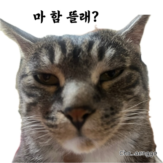  앵고짤) 못난이모음zip