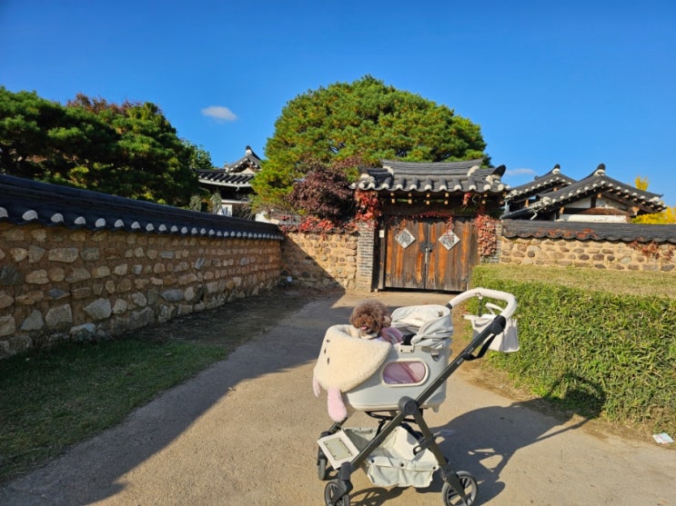 <b>안동 하회마을</b> 애견동반 여행 다녀온 이야기