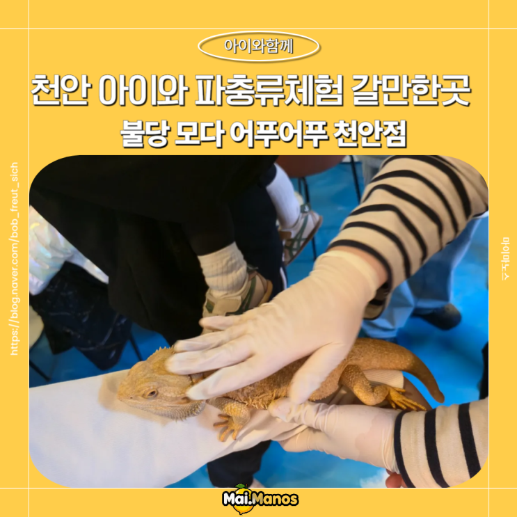  천안 아이와가볼만한곳 파충류체험 불당 모다 어푸어푸 천안점
