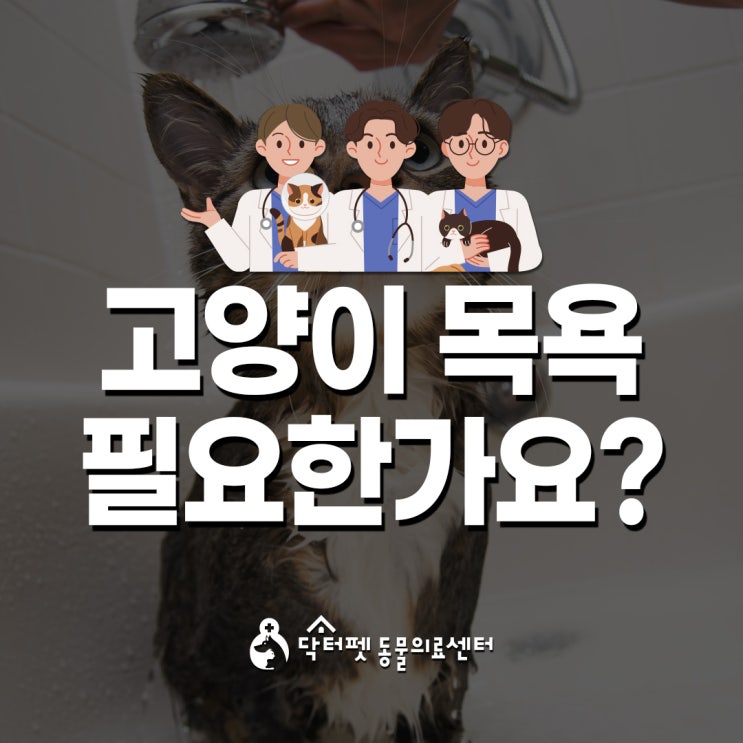  고양이 정기적인 목욕 필요한가요 냥빨 (부산 사상구 동물병원 닥터펫동물의료센터)