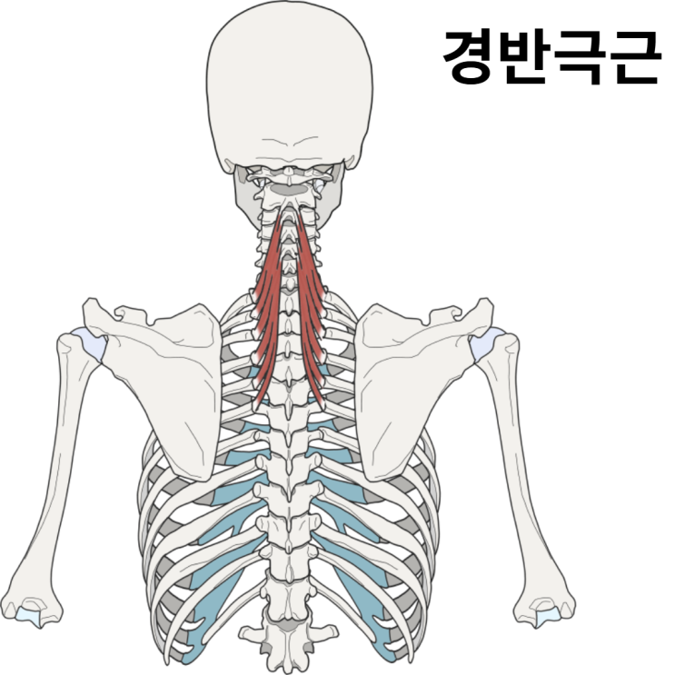  후두신경통의 핵심, 경반극근과 두반극근의 기능과 위치에 대해 알아보자