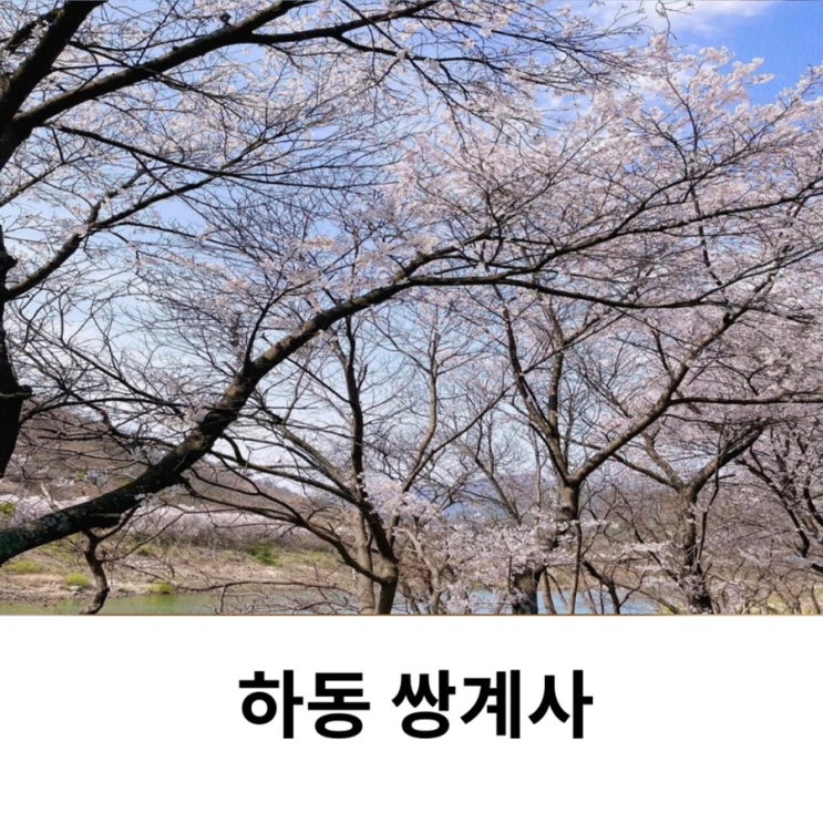  하동 쌍계사 주차 벚꽃 길 매화 개화시기
